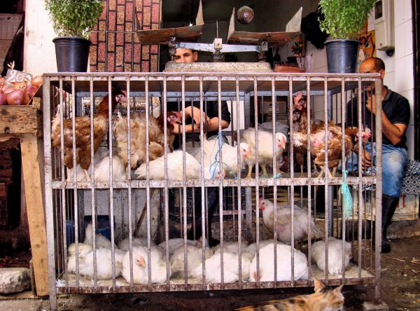 Chickens in Coop for Sale at Old Medina in Casablanca, Morocco - Encircle Photos
