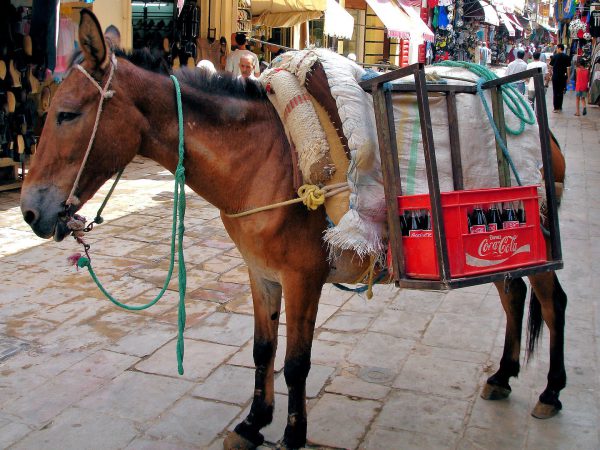 Donkey Carrying Coke in Fes el Bali at Fez, Morocco - Encircle Photos
