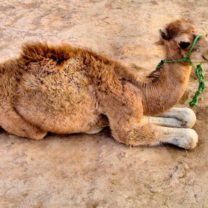 Dromedary Camel Calf in Marrakech, Morocco - Encircle Photos