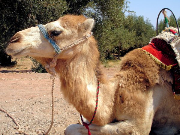 Dromedary Camel Rides in Marrakech, Morocco - Encircle Photos
