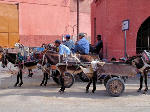 Mules Pulling Carts in Marrakech, Morocco - Encircle Photos