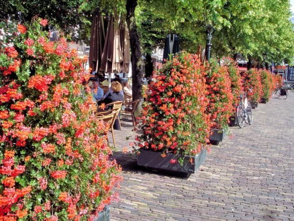 Summertime Outdoor Dining in The Hague, Netherlands - Encircle Photos