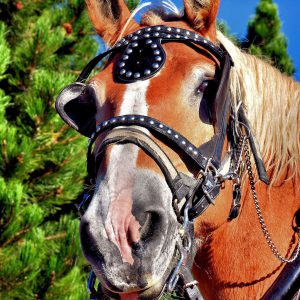 Harnessed Carriage Horse in Lake Tahoe, Nevada - Encircle Photos