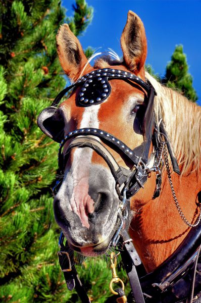 Harnessed Carriage Horse in Lake Tahoe, Nevada - Encircle Photos