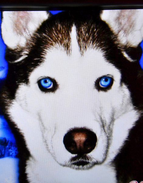 Blue-eyed Husky Dog on Slot Machine from Faces on the Strip at Las Vegas, Nevada - Encircle Photos