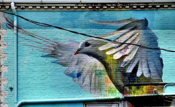 Pigeon Mural in Portsmouth, New Hampshire - Encircle Photos