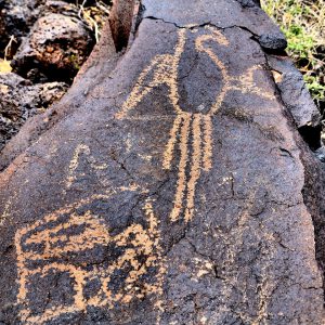 Macaw Petroglyph at Petroglyph National Monument, New Mexico - Encircle Photos