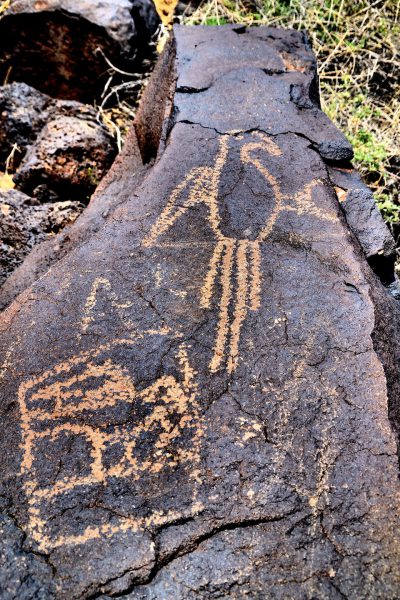 Macaw Petroglyph at Petroglyph National Monument, New Mexico - Encircle Photos