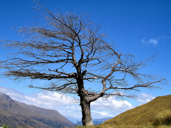 Cardrona Valley, New Zealand - Encircle Photos