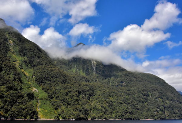 Forested Cliffs along Acheron Passage at Fiordland, New Zealand - Encircle Photos