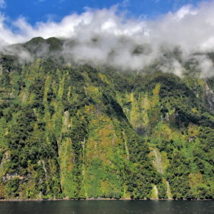 Unique Water in Doubtful Sound at Fiordland, New Zealand - Encircle Photos