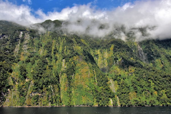 Unique Water in Doubtful Sound at Fiordland, New Zealand - Encircle Photos