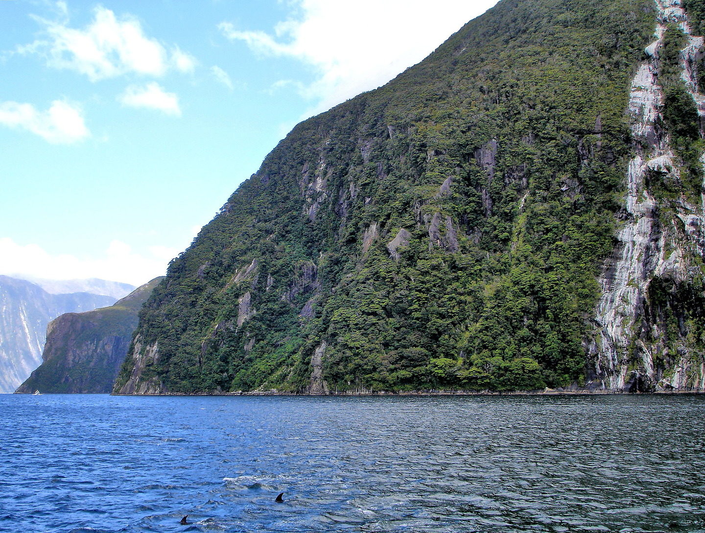 Bottlenose Dolphins in Milford Sound at Fiordland, New Zealand