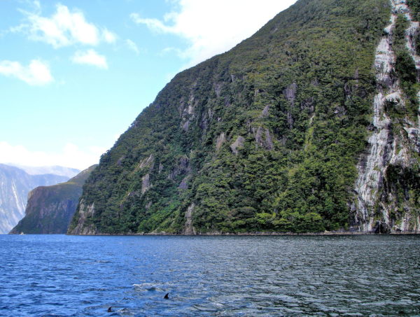Bottlenose Dolphins in Milford Sound at Fiordland, New Zealand - Encircle Photos