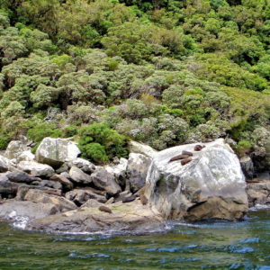 Seal Rock in Milford Sound at Fiordland, New Zealand - Encircle Photos