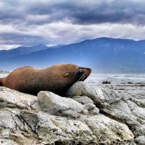 Fur Seal Napping on Kaikoura Peninsula in Kaikaoura, New Zealand - Encircle Photos