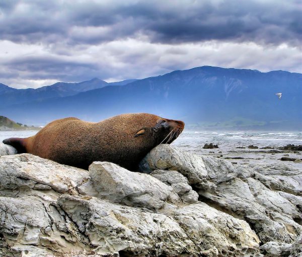 Fur Seal Napping on Kaikoura Peninsula in Kaikaoura, New Zealand - Encircle Photos