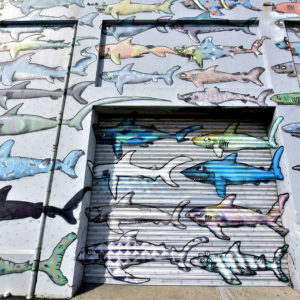 Ban Shark Finning Mural in Wellington, New Zealand - Encircle Photos