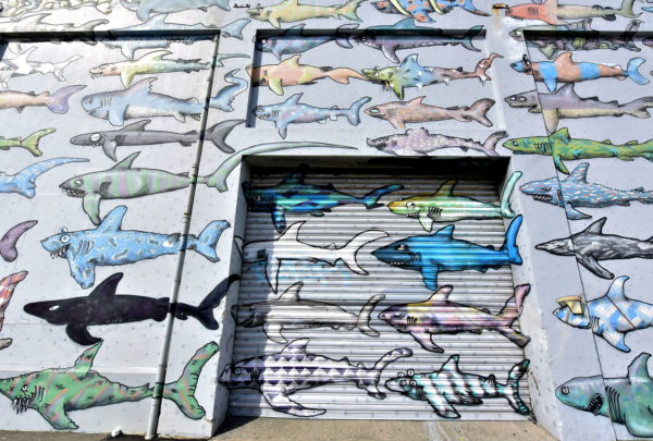 Ban Shark Finning Mural in Wellington, New Zealand - Encircle Photos