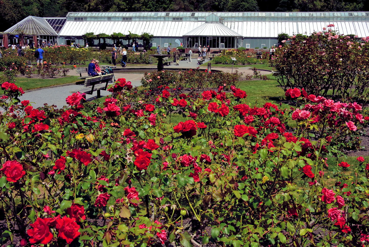 Lady Norwood Rose Garden at Botanic Garden in Wellington, New Zealand