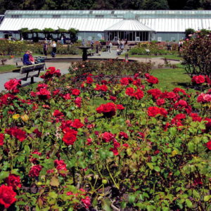 Lady Norwood Rose Garden at Botanic Garden in Wellington, New Zealand - Encircle Photos