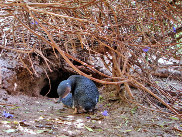 Little Blue Penguin at Burrow in Oamaru, New Zealand - Encircle Photos
