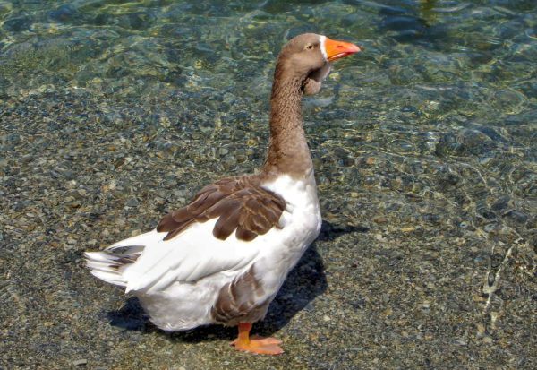Toulouse Goose on Lake Wakatipu in Queenstown, New Zealand - Encircle Photos