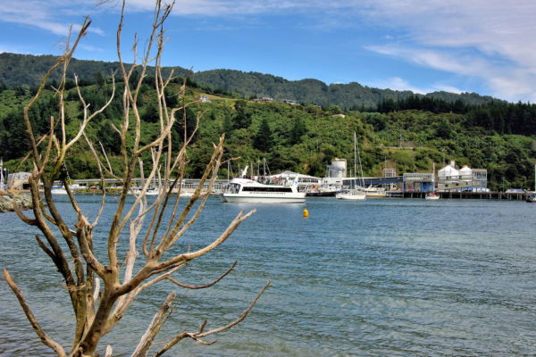 Shelley Beach in Picton, New Zealand - Encircle Photos