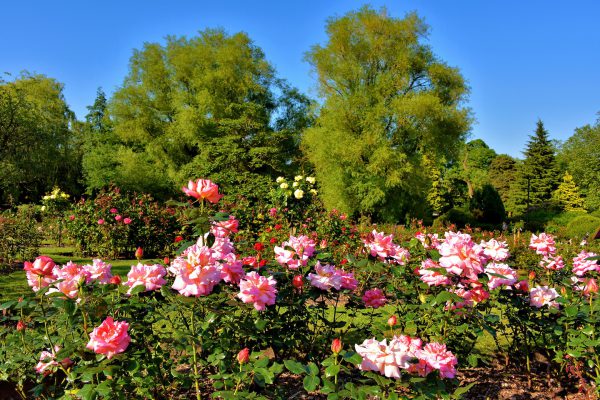 Rose Garden in Botanic Gardens in Belfast, Northern Ireland - Encircle Photos