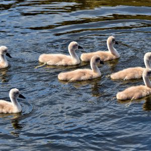 Mute Swan Cygnets Swimming in Kristiansand, Norway - Encircle Photos