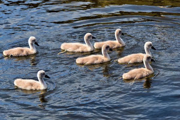 Mute Swan Cygnets Swimming in Kristiansand, Norway - Encircle Photos