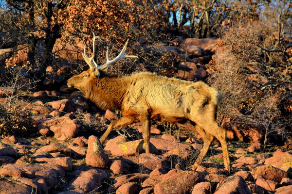 Bull Rocky Mountain Elk in Wichita Mountains Wildlife Reserve near Lawton, Oklahoma - Encircle Photos
