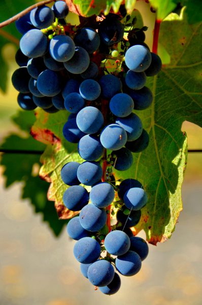 Red Wine Grapes on Vine in Roseburg, Oregon - Encircle Photos