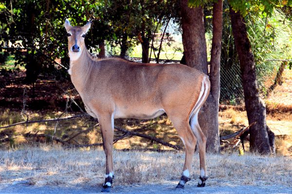 Alert White-tailed Deer Doe at Full Profile at Wildlife Safari in Winston, Oregon - Encircle Photos