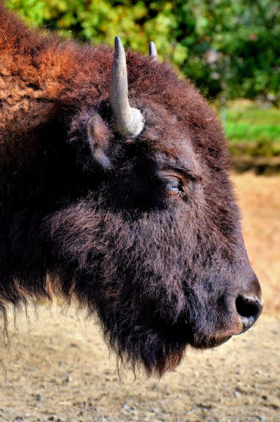 American Bison Bull Profile at Wildlife Safari in Winston, Oregon - Encircle Photos