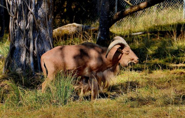 Aoudad Barbary Sheep at Wildlife Safari in Winston, Oregon - Encircle Photos