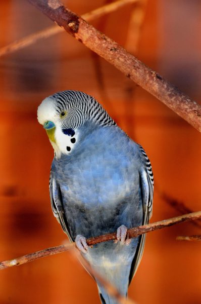 Blue Budgie Parakeet Sitting on Branch at Wildlife Safari in Winston, Oregon - Encircle Photos