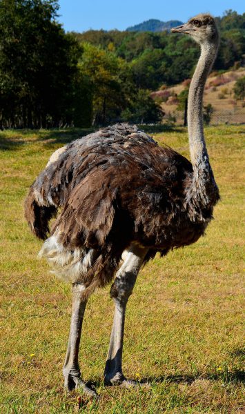Female Common Ostrich at Wildlife Safari in Winston, Oregon - Encircle Photos