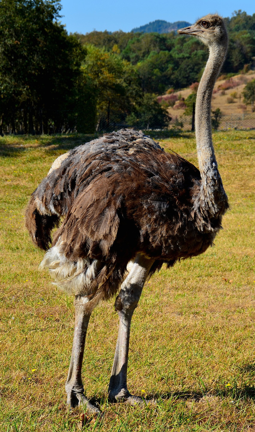 Female Common Ostrich at Wildlife Safari in Winston ...