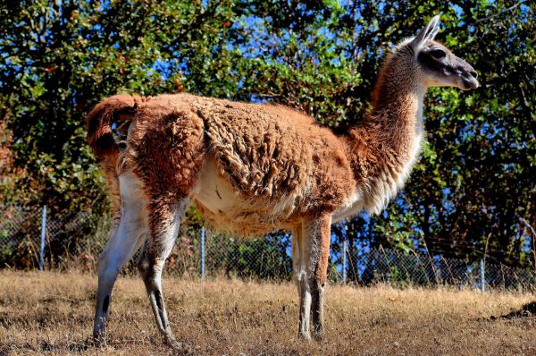 Guanaco Llama Full Profile at Wildlife Safari in Winston, Oregon - Encircle Photos