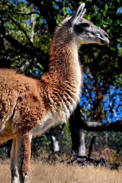 Guanaco Profile at Wildlife Safari in Winston, Oregon - Encircle Photos
