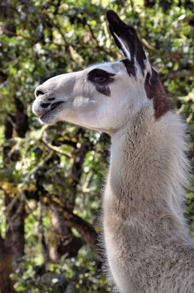 Llama Profile at Wildlife Safari in Winston, Oregon - Encircle Photos