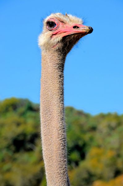 Red-necked North African Ostrich at Wildlife Safari in Winston, Oregon - Encircle Photos