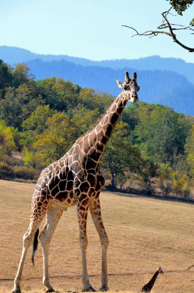 Reticulated Giraffe at Wildlife Safari in Winston, Oregon - Encircle Photos