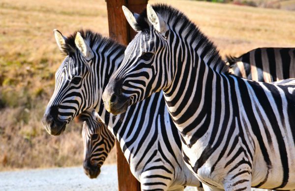 Three Damara Zebras at Wildlife Safari in Winston, Oregon - Encircle Photos