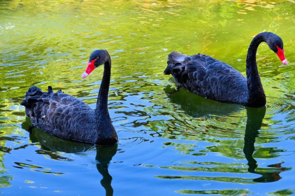 Two Black Swans Swimming at Wildlife Safari in Winston, Oregon - Encircle Photos