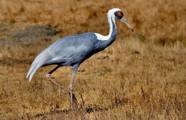 White-naped Crane at Wildlife Safari in Winston, Oregon - Encircle Photos