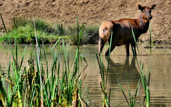 Young Roosevelt Elk in Creek at Wildlife Safari in Winston, Oregon - Encircle Photos