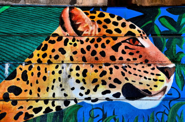Amur Leopard Mural Near Philadelphia Zoo in Philadelphia, Pennsylvania - Encircle Photos