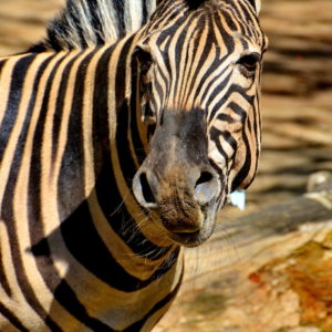 Common Zebra at Philadelphia Zoo in Philadelphia, Pennsylvania - Encircle Photos